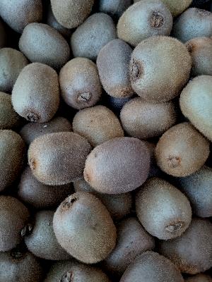 Kiwis 