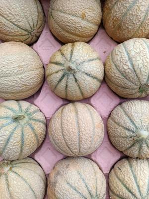 Melon