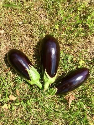 Aubergines