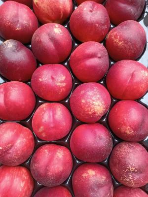 Nectarines