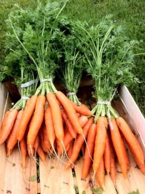 Carottes botte